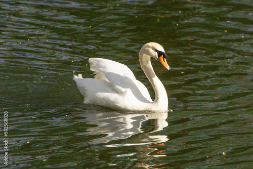 the white swan is swimming on the water
