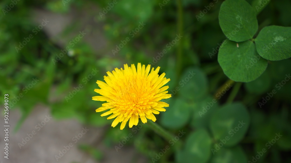 Dandelion in yellow color, beautiful, yellow petals, green leaves. Dandelion in yellow color, beautiful, yellow petals, green leaves.