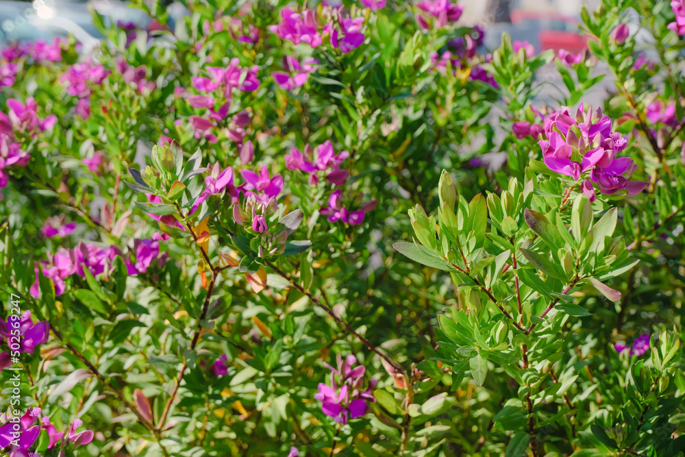 purple flowers in the garden, macro floral bright wallpaper purple flowers in the garden, macro floral bright wallpaper