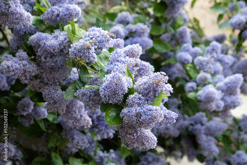 Island ceanothus tree ÔTrewithen BlueÕ in flower photo