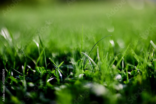 Green lawn grass close-up of the leaves of the grass. Nature conservation without environmental pollution  clean air