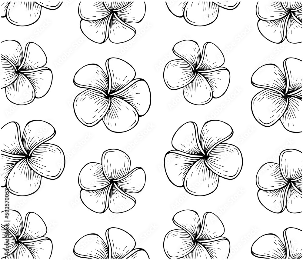 Outline drawing pattern of tropical plumeria flower isolated on white