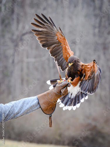 Harris's Hawk landing on falconer glove
