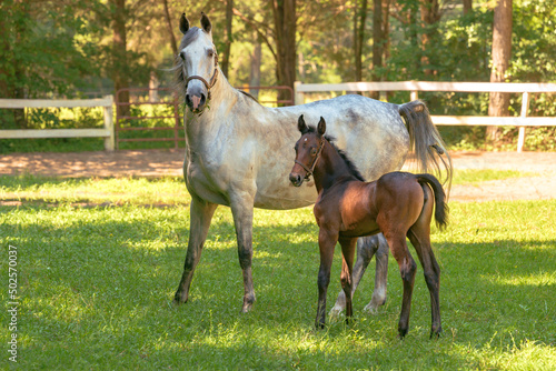 Saddlebred horse mare and her foal
