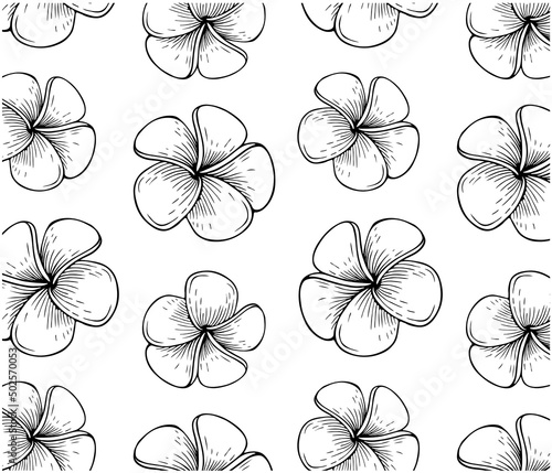 Outline drawing pattern of tropical plumeria flower isolated on white background. Sketch black and white exotic flowers wallpaper. Hand drawn Summer floral textile design. Spring vector illustration.