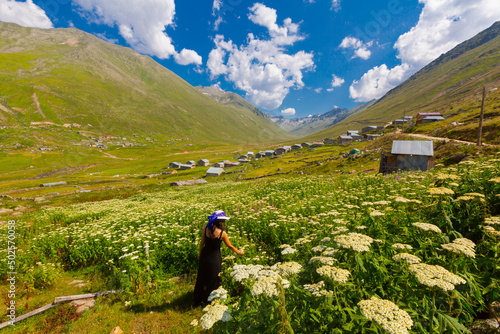 Persembe Plateau in the summer season. Highland houses and sheep grazing in the meadows. The most important Black Sea region travel destinations. Aybasti district, Ordu city, Turkey photo