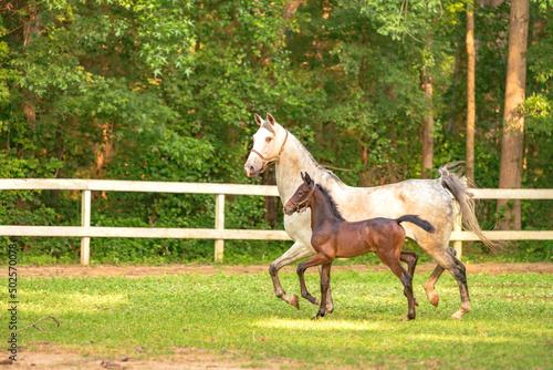 Obraz na plátně Trotting saddlebred horse mare and her foal