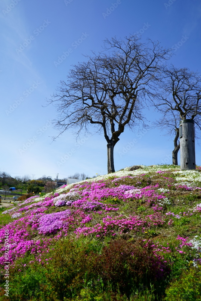 Park where moss phlox blooms