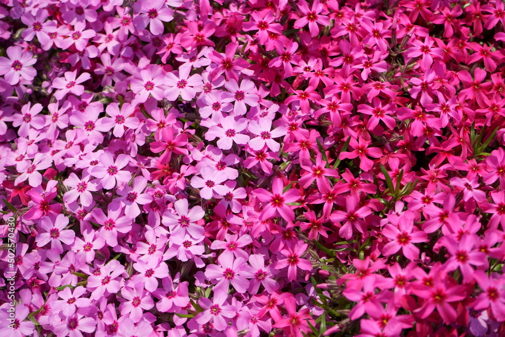 Park where moss phlox blooms Park where moss phlox blooms