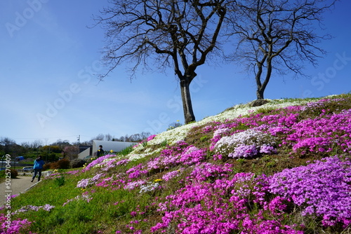 Park where moss phlox blooms