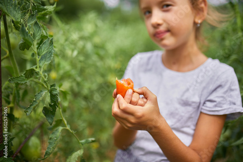 Little kid girl eating and enjoying of delicious harvest of organic red tomatoes