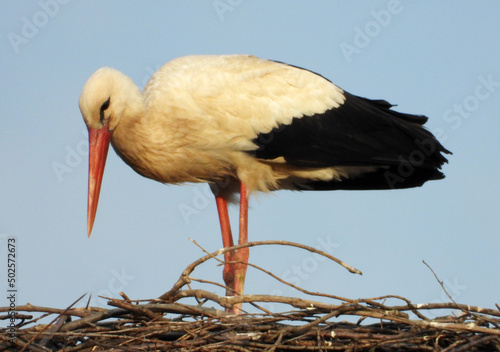 white stork bird standing in the nest