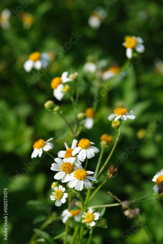 Beautiful white flowers blooming closeup background