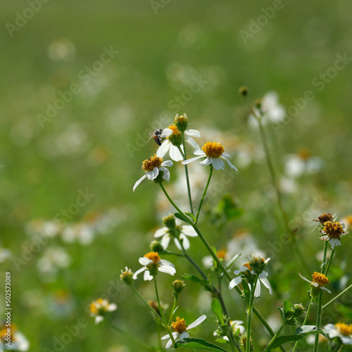 Beautiful white flowers blooming closeup background