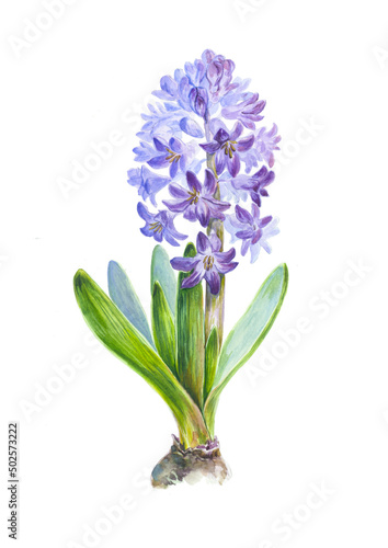 hyacinth isolated on white background
