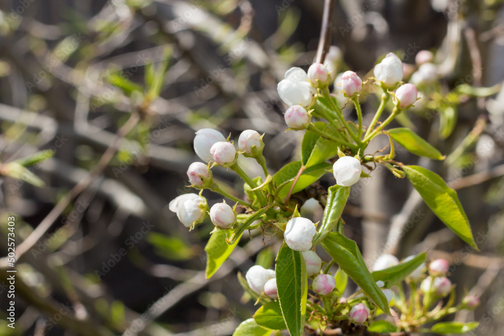 Blooming pear tree. White flowers on a pear tree. Spring background Blooming pear tree. White flowers on a pear tree. Spring background