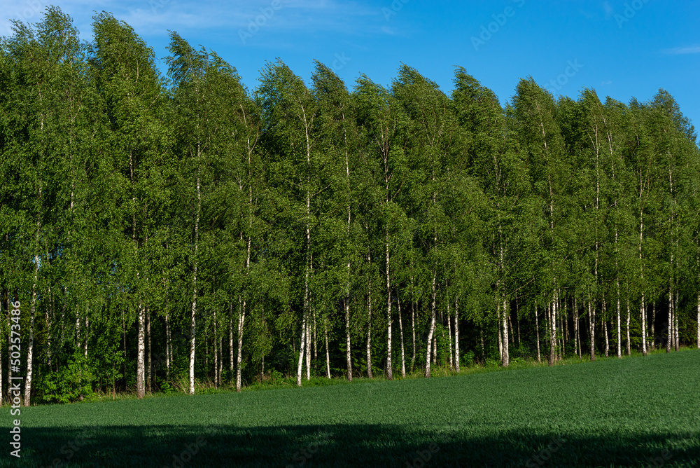 Las brzozowy (Betula L.), błękitne niebo i zielona trawa. - obrazy, fototapety, plakaty 