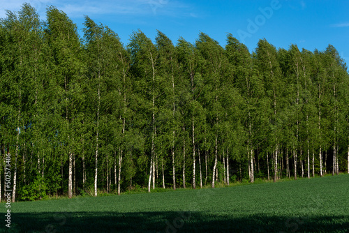Las brzozowy (Betula L.), błękitne niebo i zielona trawa.