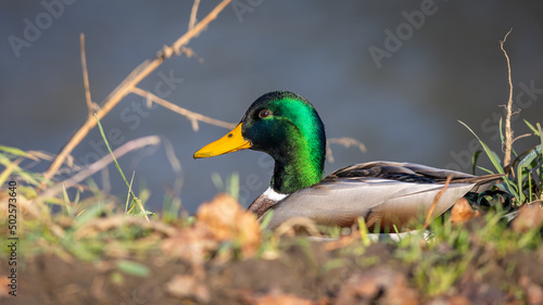 Duck male on the river bank on a sunny autumn afternoon. A blurred background that cuts off the subject nicely