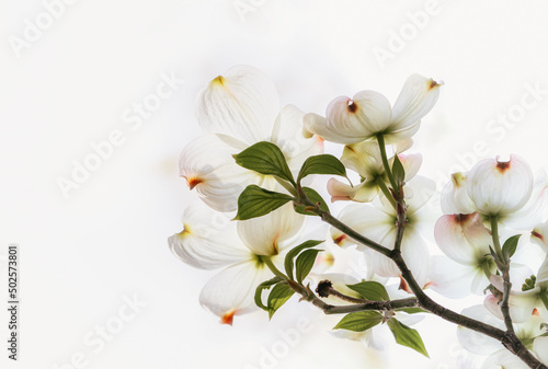 Closeup of white dogwood blossoms