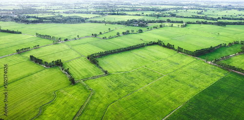 Aerial view of Green rice paddy field, farming cultivation in agricultural land at countryside