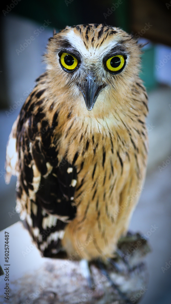 Exotic birds live in the tropics of Indonesia, looks very beautiful Exotic birds live in the tropics of Indonesia, looks very beautiful