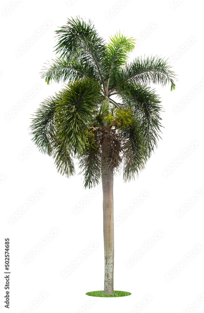 Beautiful green palm tree isolated on white background. Beautiful green palm tree isolated on white background.