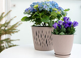 Blue hydrangea and purple eustoma in pots on the balcony. selective focus