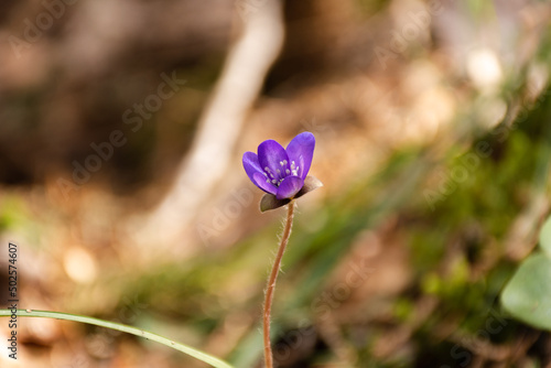 Fotografía Early spring flower violet common hepatica close-up on blurred background