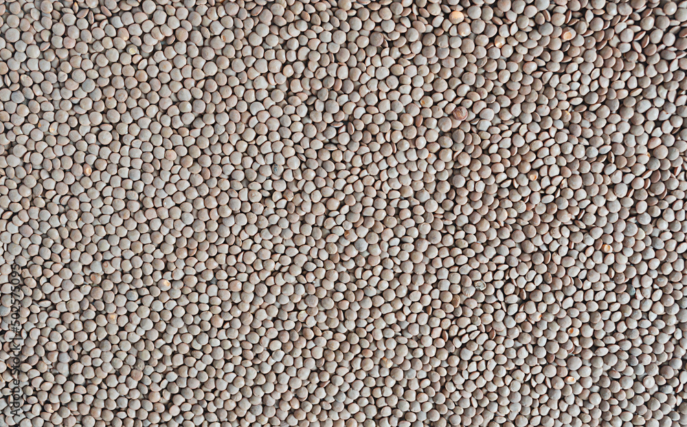 Vegetarian background of brown lentil grains.Top view, flatlay Vegetarian background of brown lentil grains.Top view, flatlay