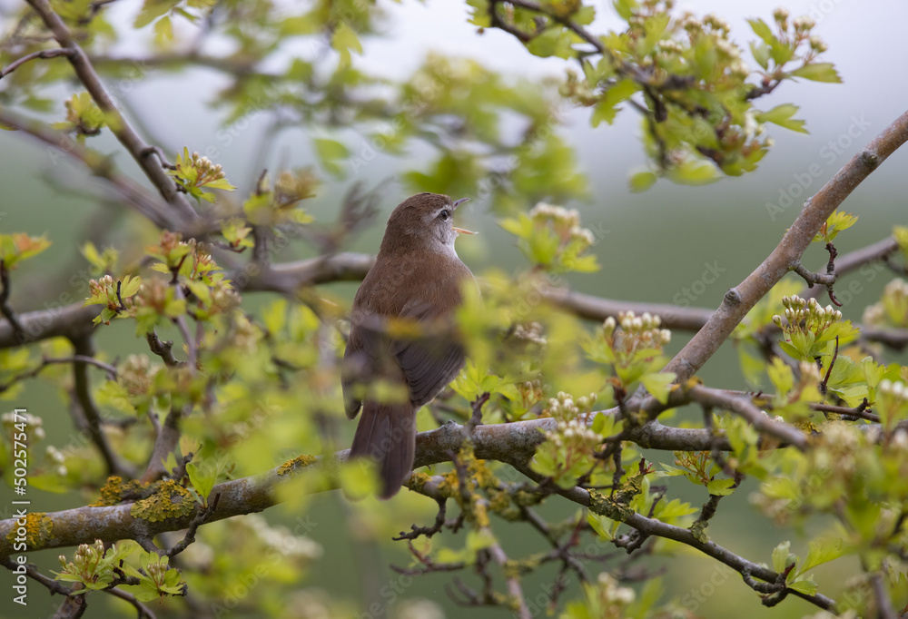 Cetti's warbler (Cettia cetti) Singing in a Bush. Cetti's warbler (Cettia cetti) Singing in a Bush.