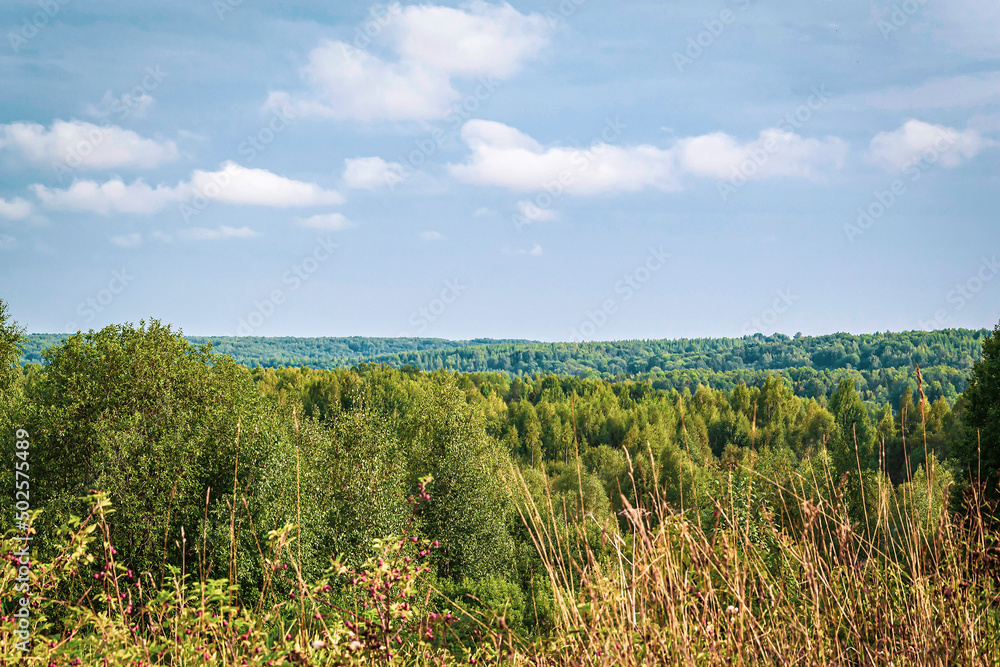 forest summer landscape