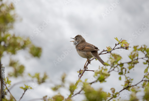 Common Whitethroat (Curruca communis) Singing in a Tree