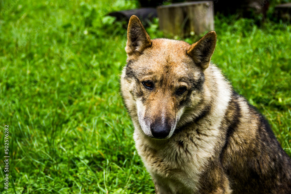 Obraz premium a big mongrel dog portrait