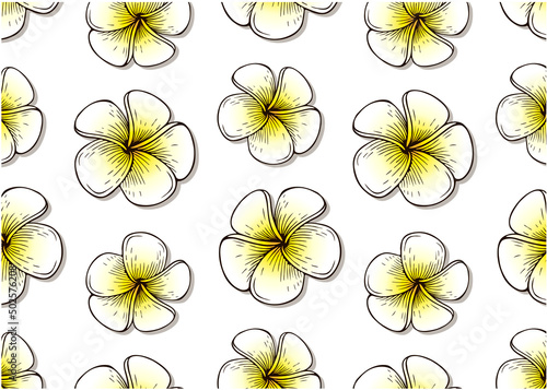 Outline drawing pattern of tropical plumeria flower isolated on white background. Sketch white and yellow exotic flowers wallpaper. Hand drawn Summer floral textile design. Spring vector illustration.