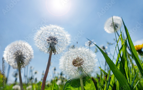 Pusteblume dandelion