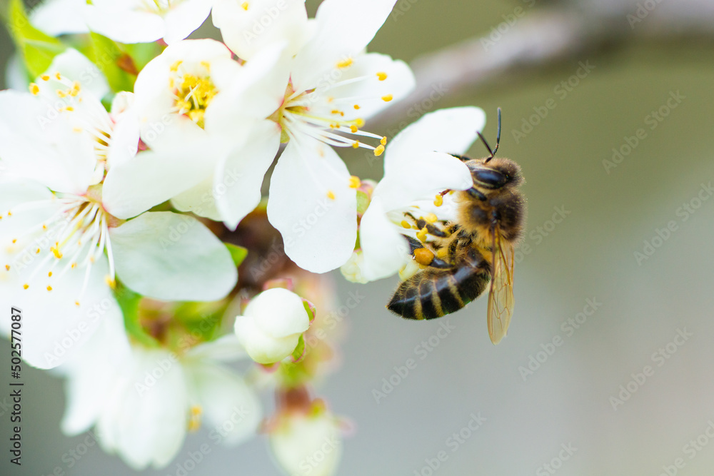 Close-up of a honey bee on a spring white cherry blossom - obrazy, fototapety, plakaty 