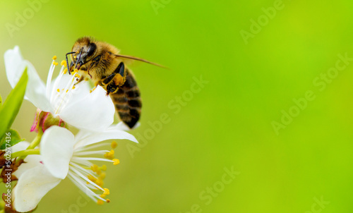 A honey bee takes nectar from a spring flower of a white cherry on a background of flowering and greenery. Empty space for an inscription © Yarkovoy