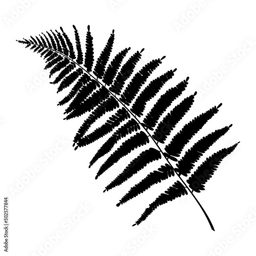 Fern leaf silhouette or print. Botanical drawing of taiga or jungle grass.