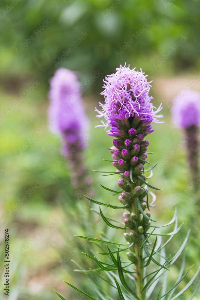 Purple flowers in nature background. Purple flowers in nature background.