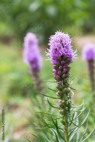 Purple flowers in nature background.