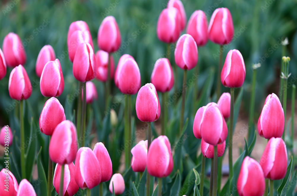 Blooming tulips, in the field