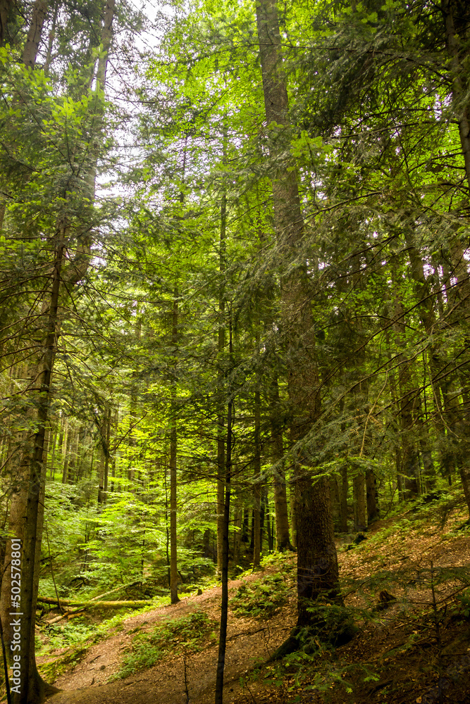Fototapeta premium a spruce forest, Skole Beskids National Nature Park, Ukraine