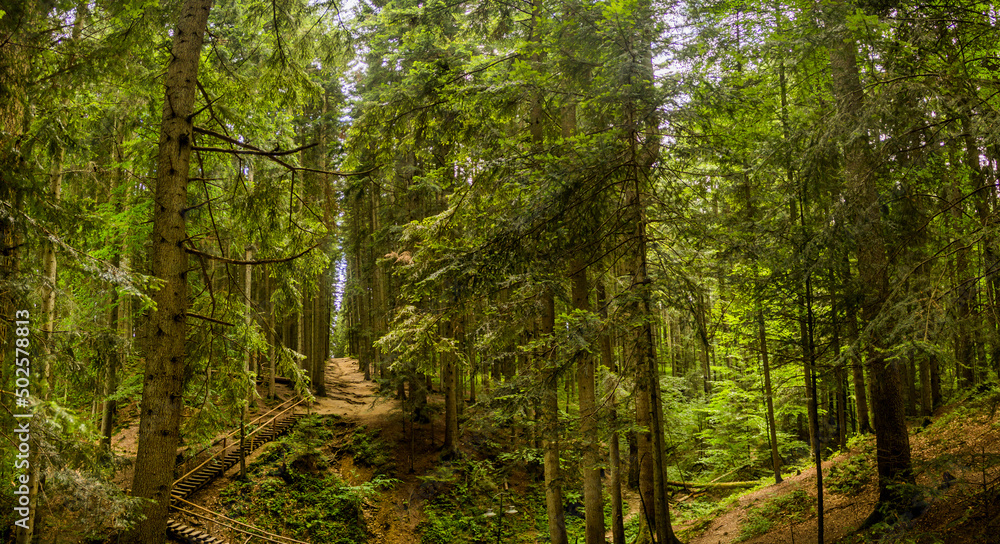 Fototapeta premium wooden ladder in spruce forest in Ukrainian Carpathian, Skole Beskids National Nature Park, Ukraine