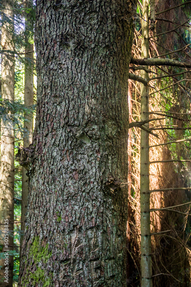 trunk of a spruce tree in Ukrainian Carpathian, Skole Beskids National Nature Park, Ukraine trunk of a spruce tree in Ukrainian Carpathian, Skole Beskids National Nature Park, Ukraine