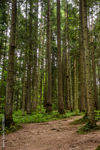 a spruce forest  Skole Beskids National Nature Park  Ukraine