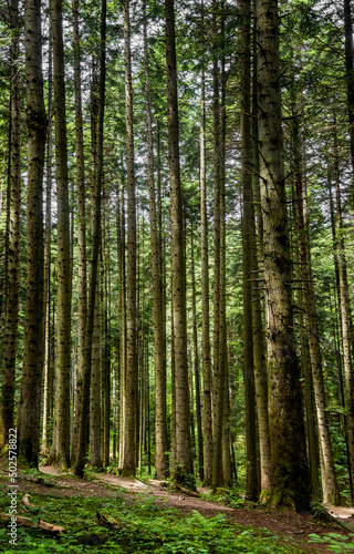 Fototapeta Naklejka Na Ścianę i Meble -  a spruce forest, Skole Beskids National Nature Park, Ukraine