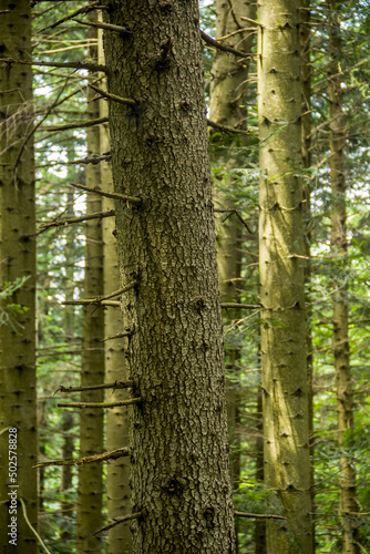 close-up bark of spruce tree
