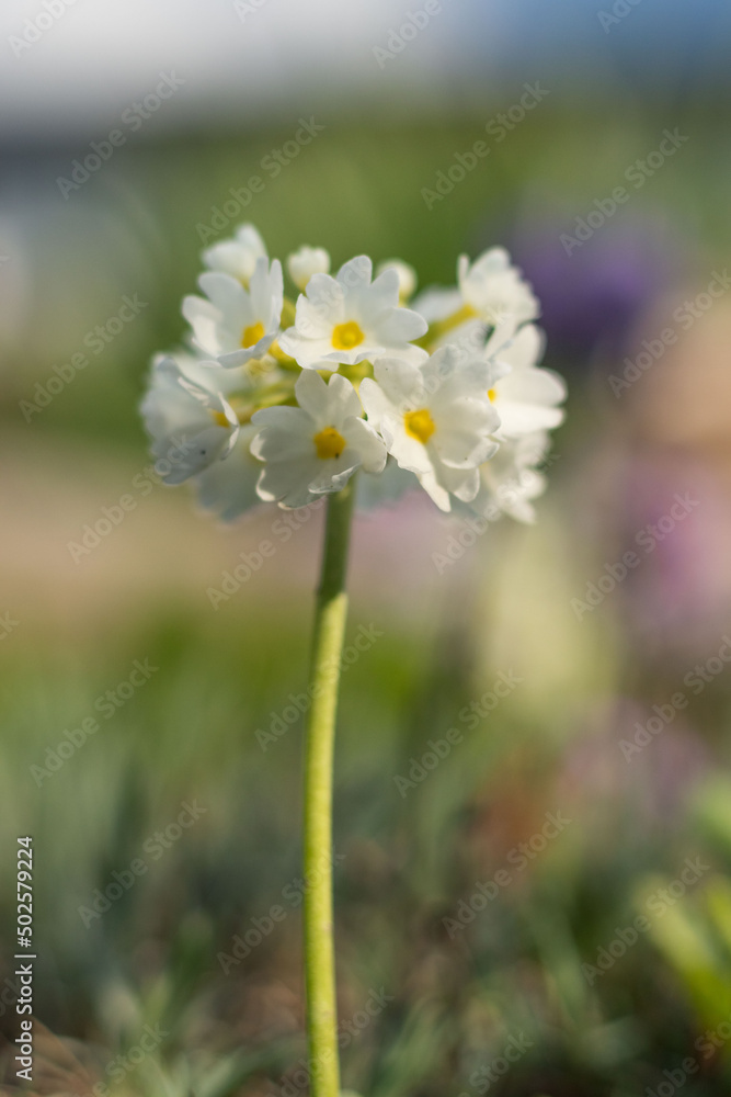 Beautiful spring flowers in the garden Beautiful spring flowers in the garden