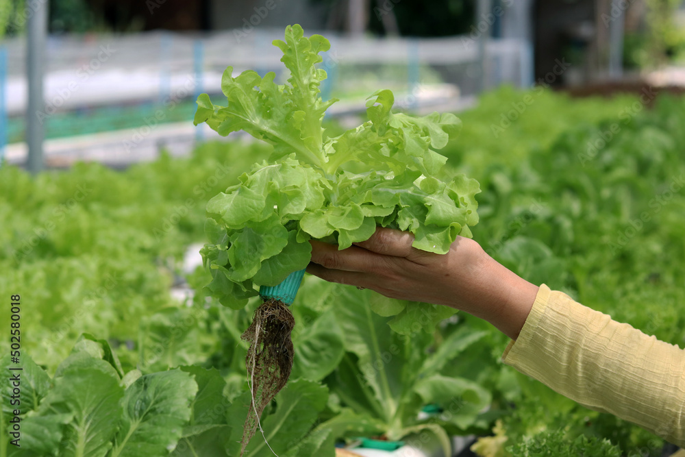 Hand holding Green Oak Lettuce Vegetable salad from a hydroponic farm. Concept for bio production and non chemicals. Growing organic agriculture in greenhouse.